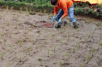 Geger, ada penemuan mayat laki-laki dengan luka lebam di  persawahan Tilatang Kamang