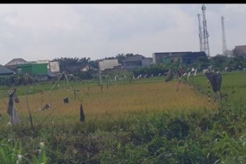Pemprov Sumsel dorong kabupaten  lakukan ekstensifikasi pertanian