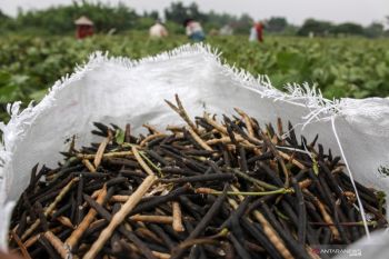 Panen Kacang Hijau