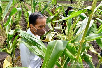 Presiden Jokowi minta Mentan tingkatkan produksi jagung