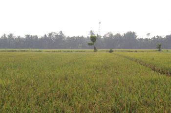 Lampung mulai gunakan padi hibrida untuk tingkatkan produksi pertanian
