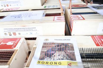 Sebanyak 65 satwa ditranslokasi ke tiga daerah di wilayah timur Indonesia