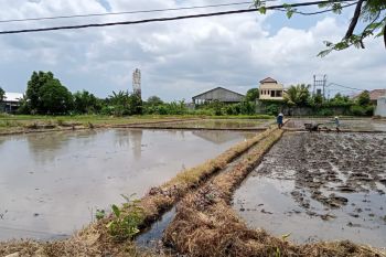 Alih fungsi lahan di Kota Mataram seluas 16 hektar selama 2020