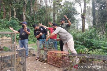 583 burung hasil tangkapan Polres Bukittinggi dilepasliarkan oleh BKSDA