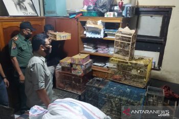 Bersama 583 ekor burung F diamankan polisi di Bukittinggi
