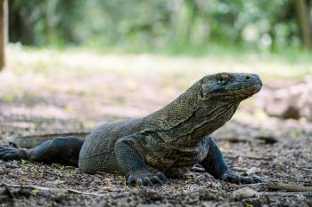 Pemandu wisata alam Loh Buaya digigit komodo
