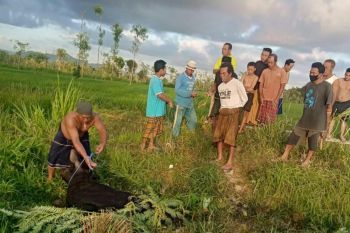 Kesiangan beraksi, pencuri tinggalkan dua ekor sapi di Praya