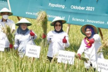BPTP Sulbar dianggap berkontribusi tingkatkan produktivitas padi Mamuju
