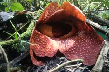 Rafflesia tuan-mudae ditemukan mekar sempurna di Cagar Alam Maninjau Agam