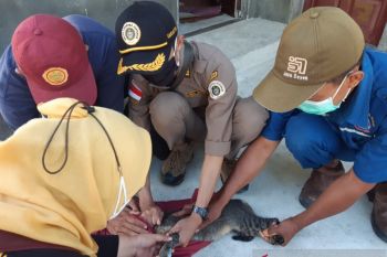 Karantina Pertanian Tarakan Dukung Pembebasan Rabies di Derawan