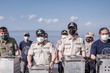 Puluhan monyet ekor panjang dan ular piton dilepasliarkan di Pulau Nusa Barong Jember