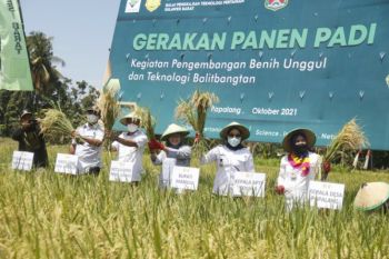 Bupati Mamuju dorong petani manfaatkan teknologi pertanian dengan pendampingan BPTP
