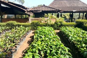 Kabupaten OKU Selatan sukseskan "Gerakan Sumsel Mandiri Pangan"