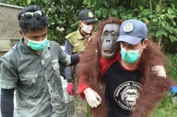 Penyelamatan induk dan anak orangutan di Kotim jadi perhatian warga