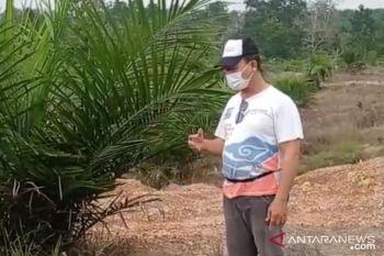 Kenaikan harga TBS bantu pemulihan ekonomi di Bangka