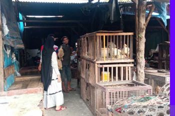 Harga ayam potong di Lhokseumawe naik
