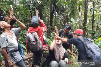 Selain di Kalimantan, obat kanker dan diabetes tersebut juga ditemukan di Bonjol Pasaman