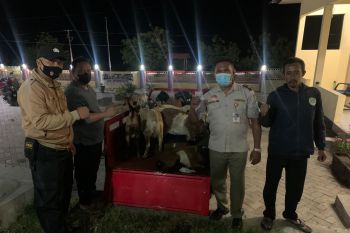 Polsek kawasan Pelabuhan Tano gagalkan penyelundupan belasan hewan ternak asal Bima