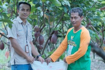 Pupuk Indonesia : 79 persen pupuk subsidi kakao disalurkan di Sulawesi Selatan