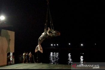 Seekor paus terdampar dan mati di pantai Pulau Sumba