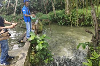 Pembudidaya ikan tawar di Lampung harapkan standar harga
