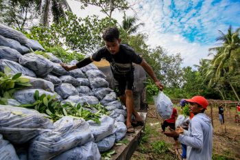 BPDASHL Kahayan salurkan 52.520 bibit pohon untuk pulihkan TN Sebangau