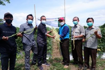Enno, benih kacang panjang varietas unggul inovasi TeFa Polbangtan Kementan