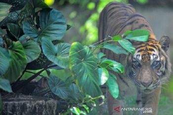 Polisi beserta BKSDA Jambi pasang perangkap untuk tangkap harimau