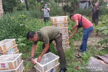 Balai Besar KSDA Riau sita 840 ekor burung tanpa dokumen resmi