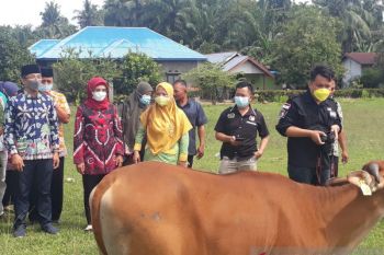 Pemkab Mukomuko bagikan ratusan sapi kepada petani