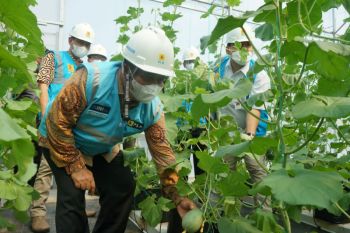 Program Electrifying Agriculture PLN bantu perkebunan melon di Blora