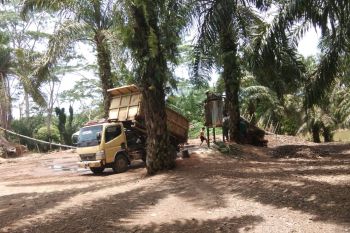 Dinas Lingkungan Hidup  Mukomuko cek tambang beroperasi tanpa izin