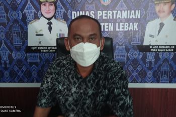 Pemkab Lebak dorong petani manfaatkan digitalisasi media sosial