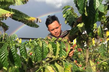 Petani kopi arabika organik di Poso  bakal dibina pengusaha asal Jerman