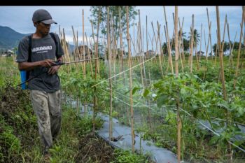 OJK  dorong perbankan di Sulteng beri fasilitas resi gudang ke petani