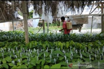 36 petani milenial di Maros Sulsel terima dana hibah pemkab