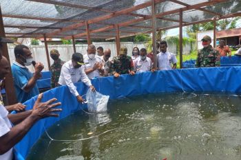 Satgas TNI Yonif 131 prakarsai budi daya lele di perbatasan RI-PNG