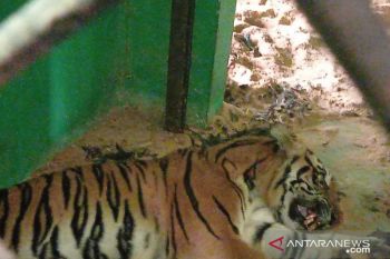 BKSDA Jambi merehabilitasi Harimau Sumatera yang  masuk perangkap