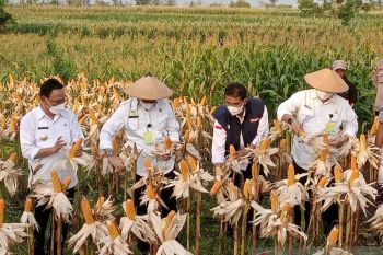 Mentan inginkan sektor pertanian di NTT berkembang pesat