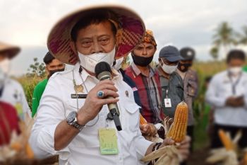 Mentan dorong petani NTT asuransikan tanaman padi