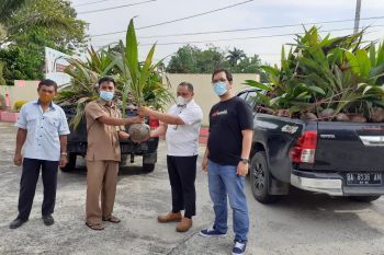 PT Semen Padang serahkan bantuan 1.000 bibit  kelapa untuk kelompok petani di Dharmasraya