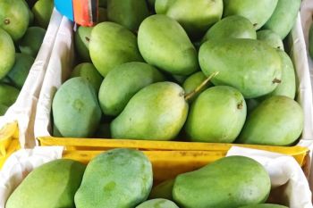 Jawa Timur ekspor 1,3 ton mangga ke Singapura