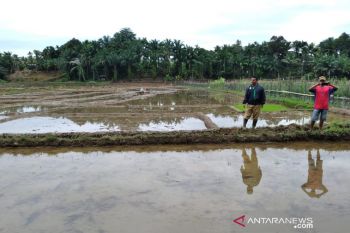 Stok pestisida di Mukomuko Bengkulu menipis