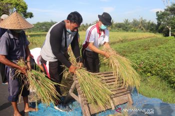 Badung dorong petani gunakan pupuk organik