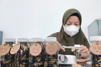 Polbangtan Medan kembangkan Bunga Teleng menjadi nilai tambah