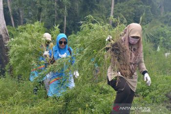 Musnahkan tanaman ganja di Gunung Seulawah, Aceh Besar