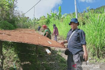 Sinjai miliki potensi kopi dan tembakau andalan ekspor Sulsel