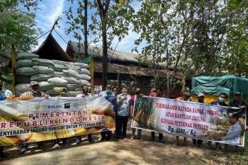 Bulog siap salurkan jagung pakan dengan harga Rp4.500 per kg