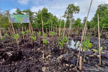 BRGM rehabilitasi 1.500 hektare hutan mangrove di Papua Barat