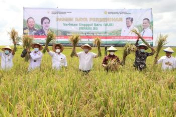 Bupati Lampung Selatan hadiri panen raya di Kecamatan Candipuro